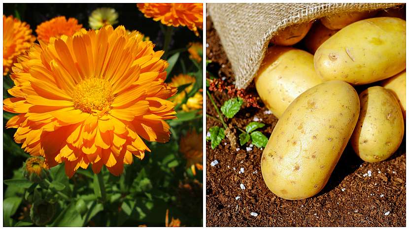 Měsíček lékařský (Calendula officinalis) ochrání brambory
