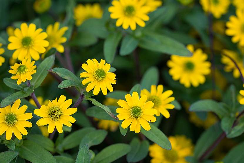 Vitálka poléhavá (Sanvitalia procumbens)