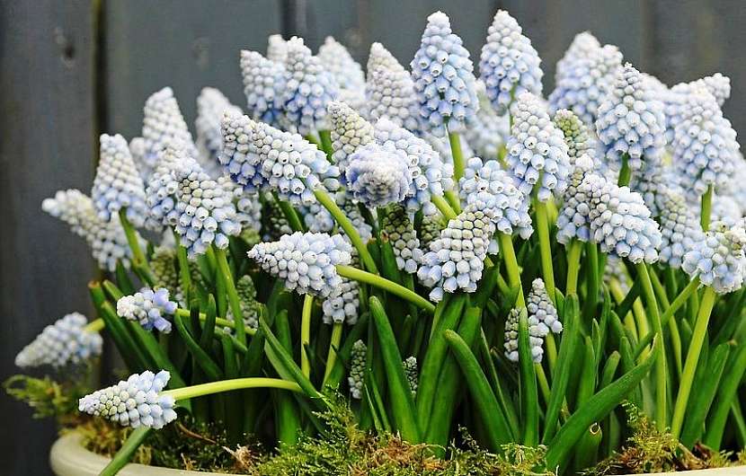 Modřenec arménský (Muscari armeniacum) odrůda Ocean Magic