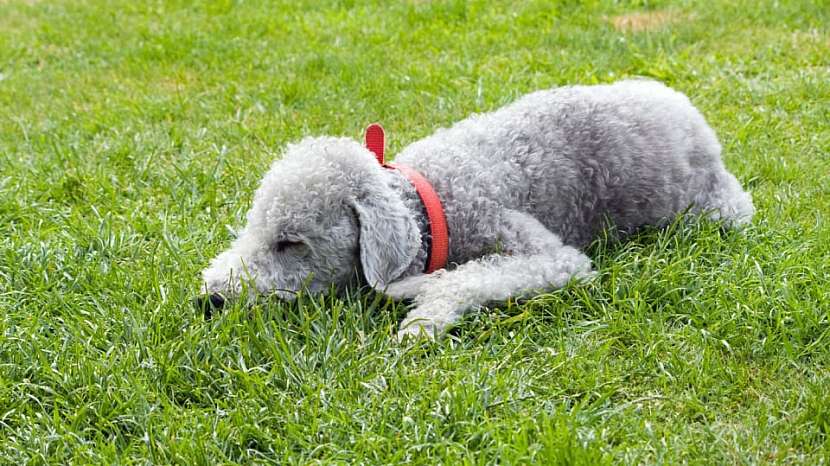 Bedlington teriér