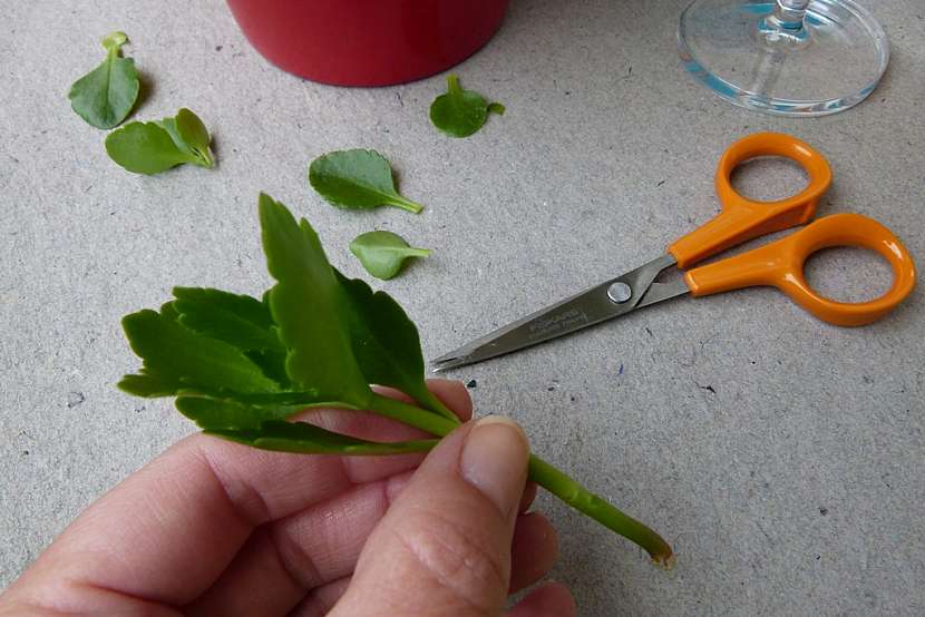 Kalanchoe po odkvětu potřebuje vaši péči: Zkuste ji ostříhat a namnožit 6