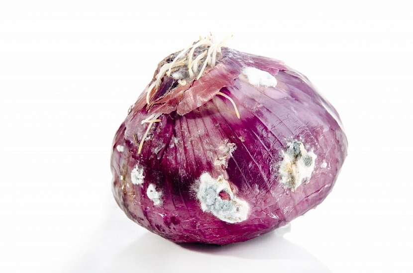 Fialová cibule potažená plísní