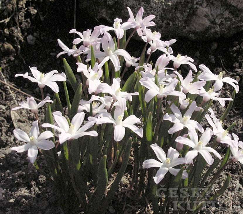 Ladonička - hybridy