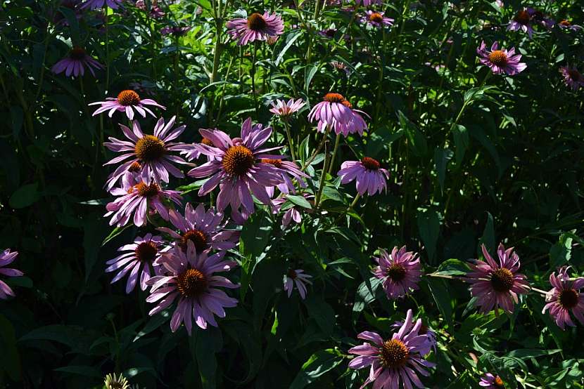 Echinacea podporuje imunitu