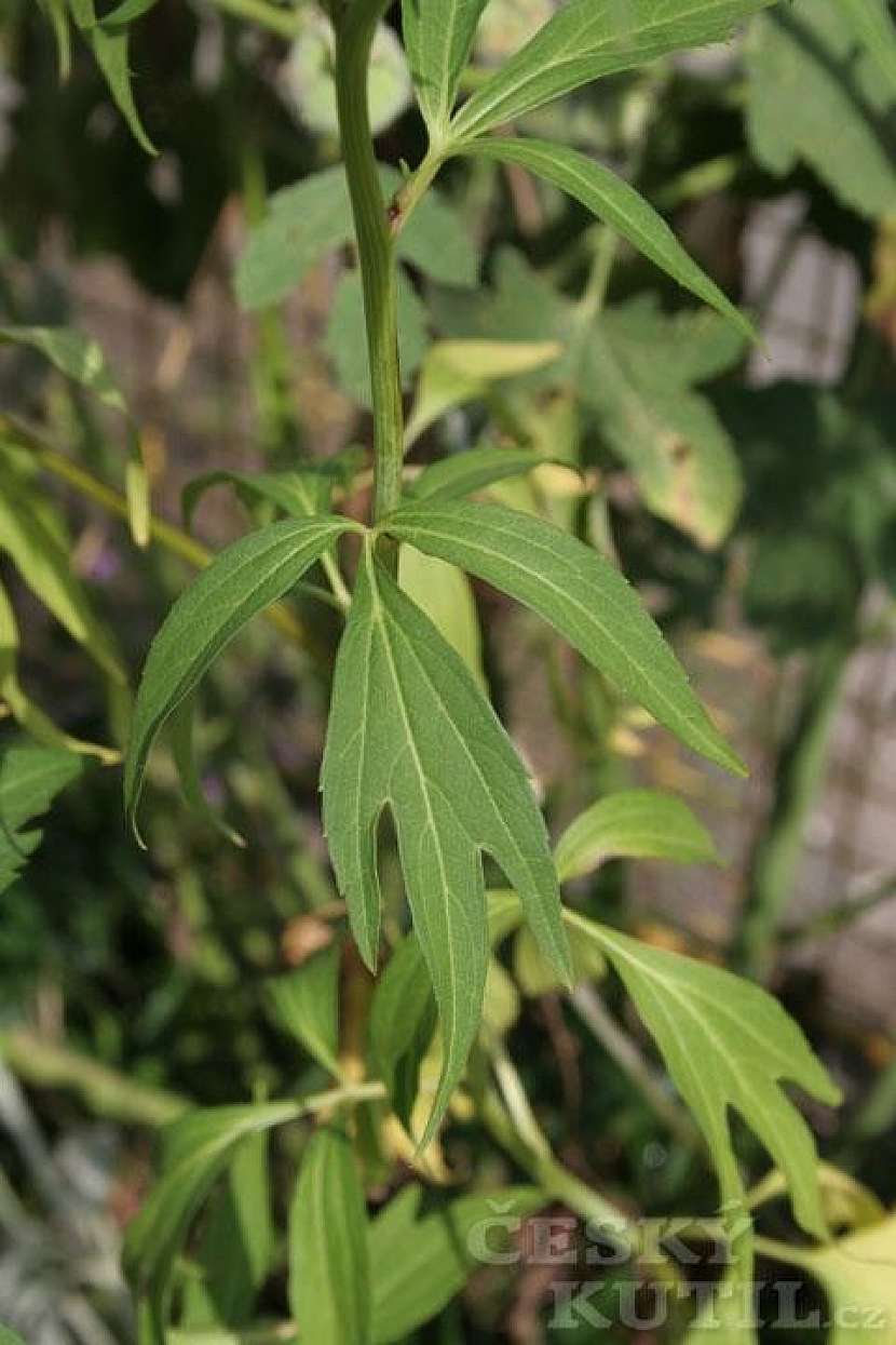 Třapatka (rudbekie) dřípatá