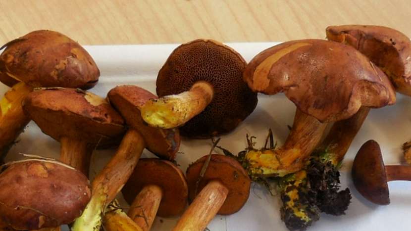 Klouzek peprný (Chalciporus piperatus)