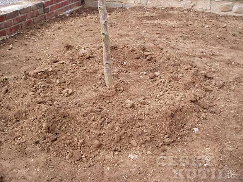 Výsadba stromu
