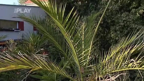 Zazimování palmové zahrady
