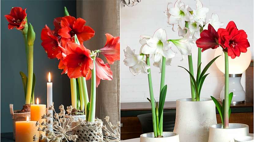 Hvězdník (Hippeastrum), kterému se říká také zornice, kvete nejčastěji červeně a bíle