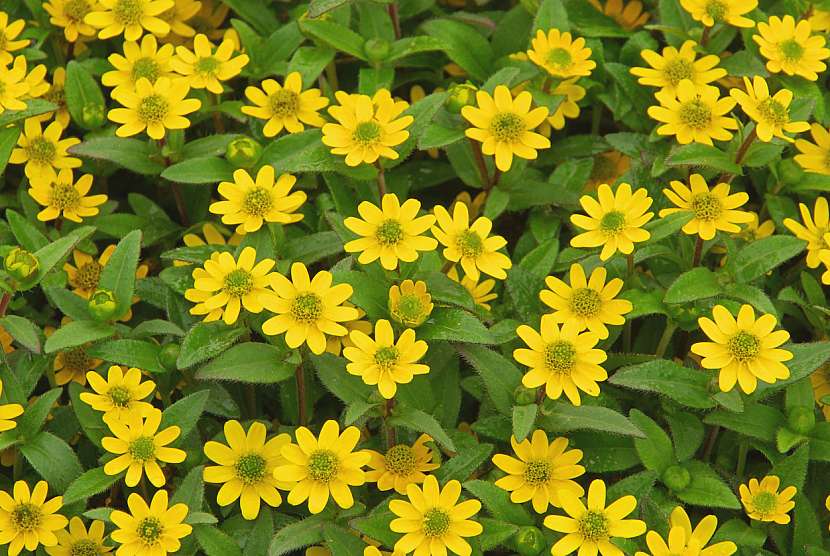 Vitálka poléhavá (Sanvitalia procumbens)