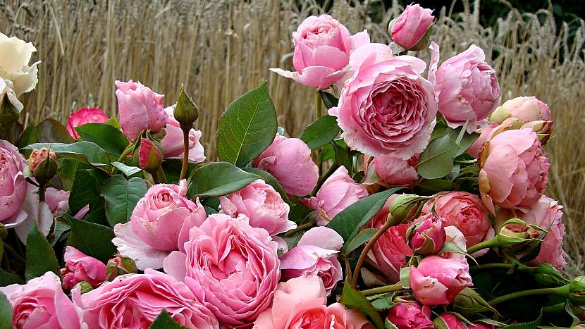 5 tipů na sázení růží: růže sadová (keřová) Gartenträume