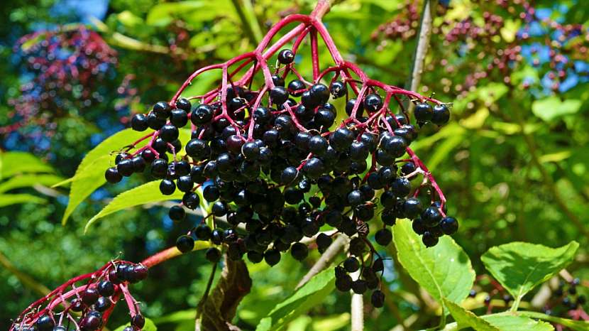Bezinky podporují pocení a obsahují spoustu vitaminů