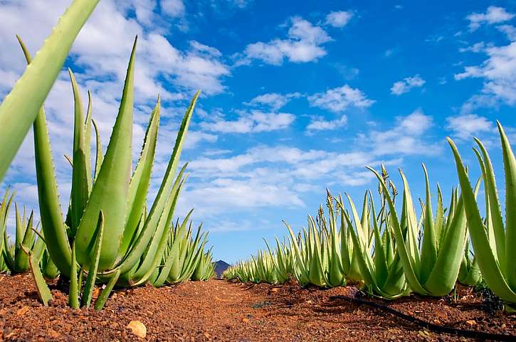 Aloe Vera – zázrak mezi rostlinami