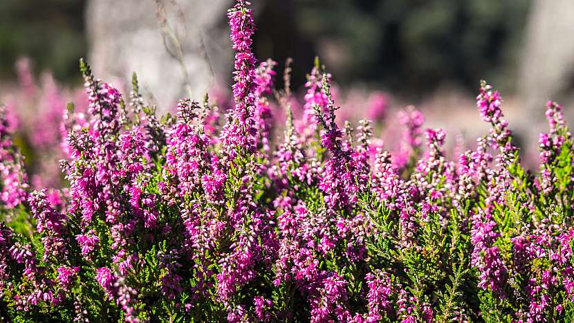 Jako léčivku sbírejte jen původní druh vřesu obecného (Calluna vulgaris), zahradní odrůdy jsou vhodné výhradně na okrasu