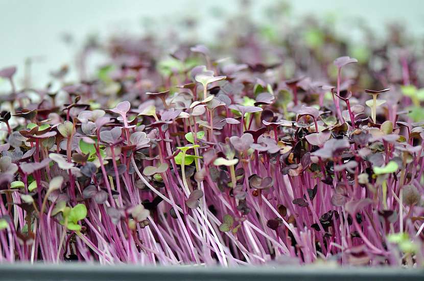 Microgreens