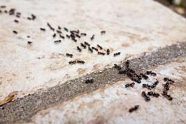 Co dělat, když se mravenci začnou chovat jako škůdci?
