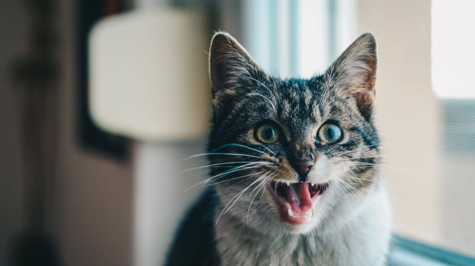 Víte, jak se správně starat kočce o zuby a dásně?
