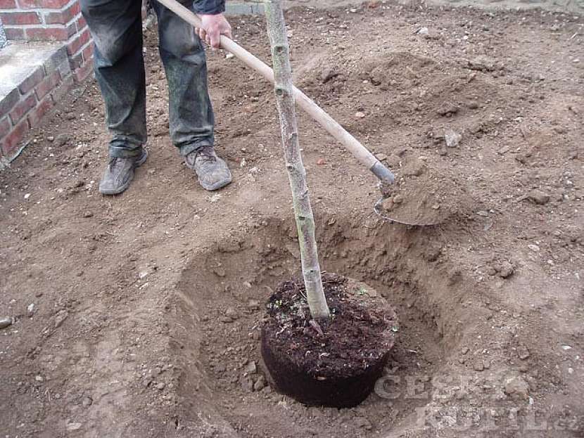 Výsadba stromu