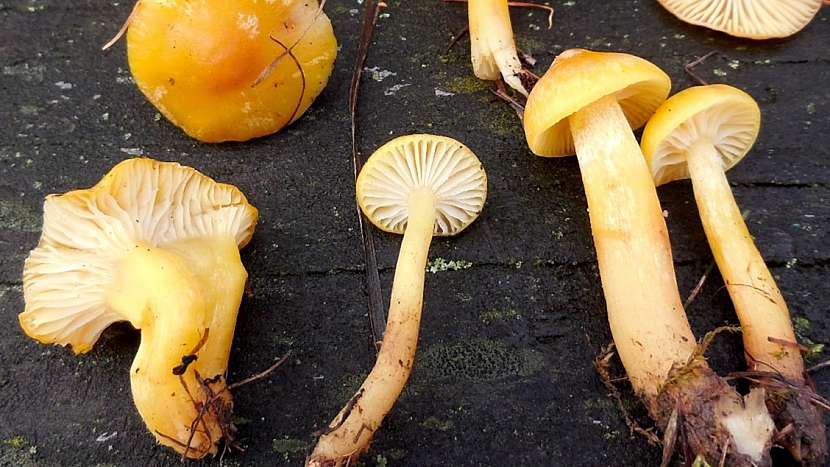 Mírná zima jedlým houbám svědčí: zářivá šťavnatka modřínová (Hygrophorus lucorum)