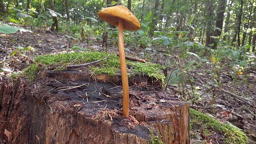 Štítovka žlutá (Pluteus leoninus)