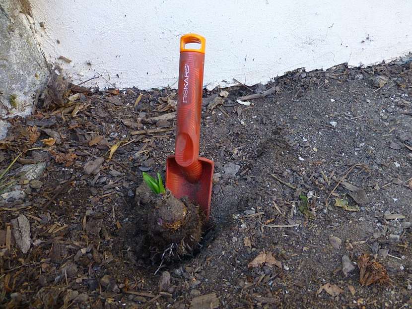 Lopatka Fiskars tak akorát na cibuloviny aneb krásné tulipány