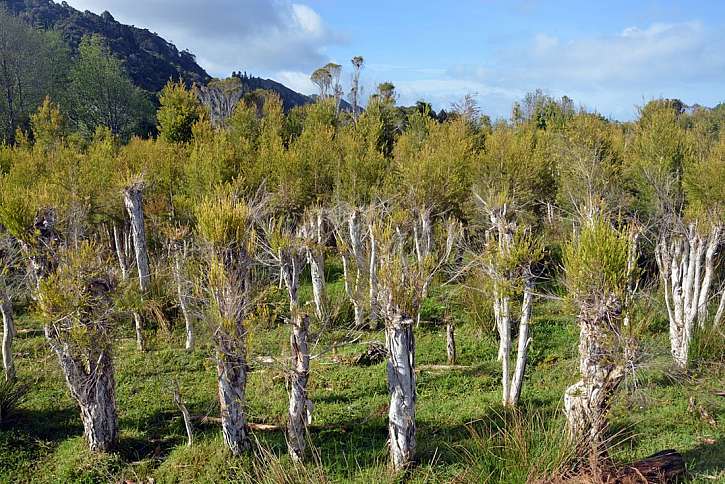 Všestranné použití Tea Tree oleje