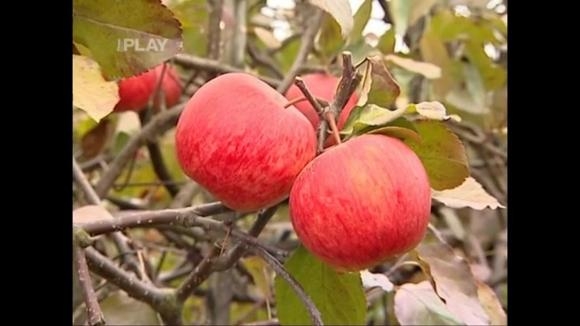Jak správně sklidit a uskladnit jablka