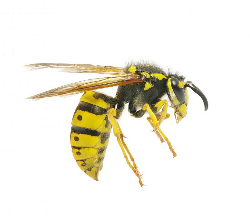 Vosa