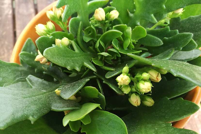 Kalanchoe po odkvětu potřebuje vaši péči: Zkuste ji ostříhat a namnožit 4