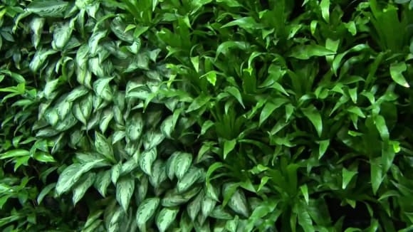 Zelená stěna