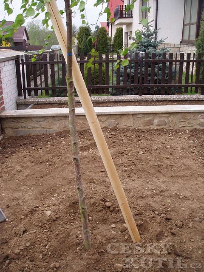Výsadba stromu