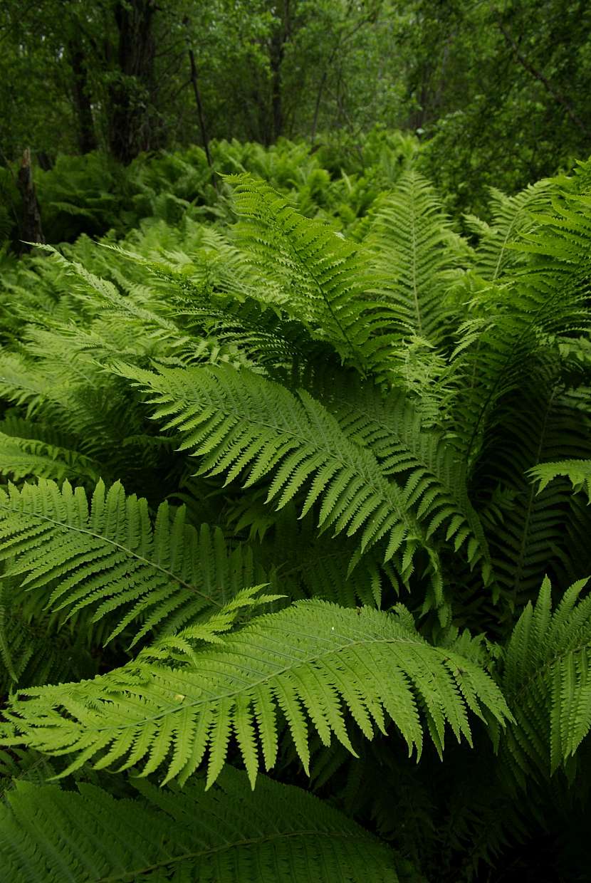 4 Matteuccia struthiopteris má mohutný vzpřímený růst