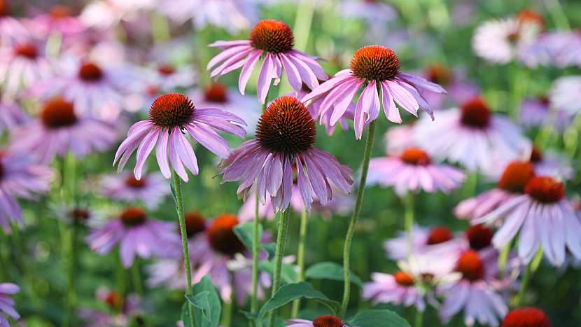 Echinacea purpurea neboli třapatka nachová