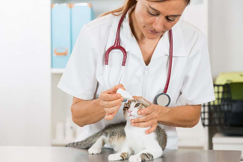U veterináře