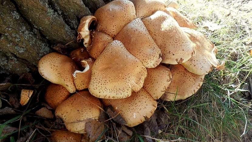 Šupinovka kostrbatá (Pholiota squarrosa)