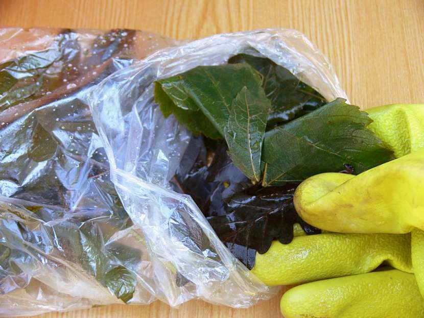 Preparování listů – návod