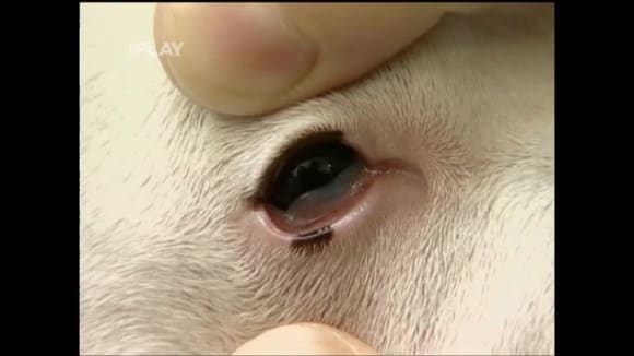 Oční nemoci psů