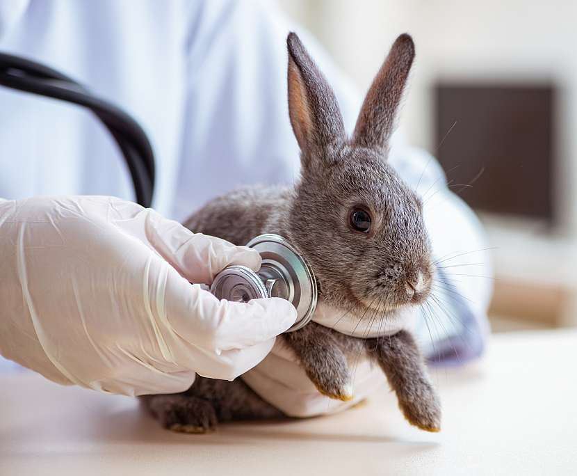 Králík u veterináře