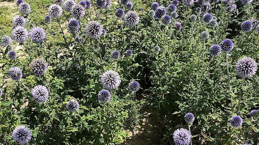Bělotrn kulatohlavý (Echinops sphaerocephalus)