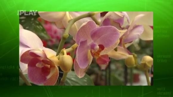 Jak hnojit orchideje