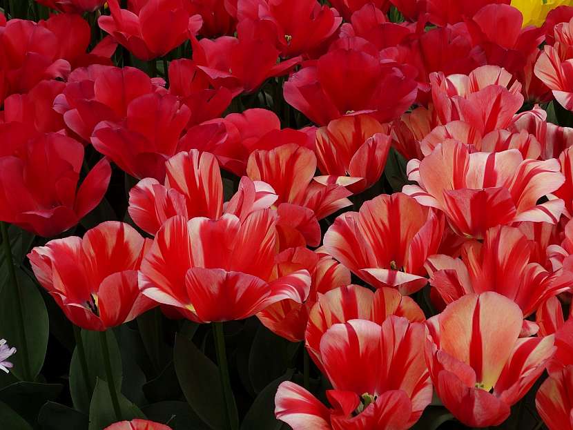 Barevné tulipány