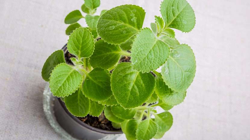 Domácí pěstování rýmovníku, správně je to molice (Plectranthus), zvládne každý