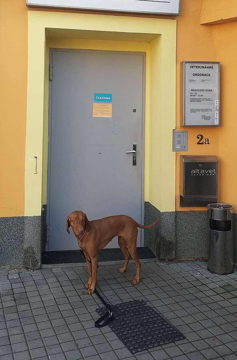 Pes před veterinou
