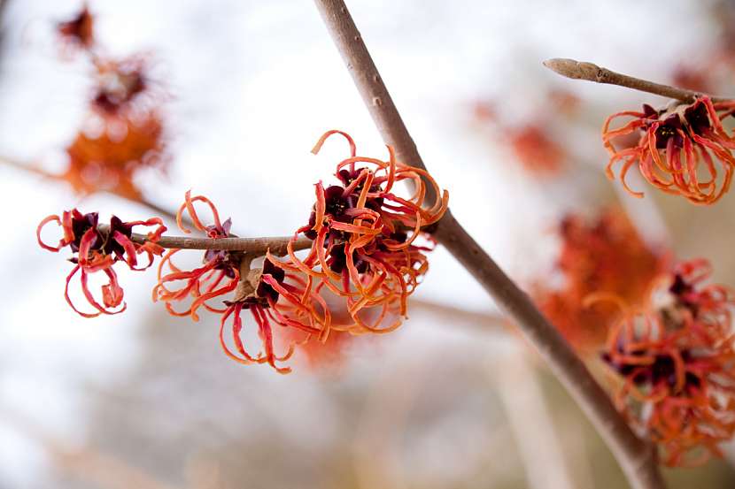 Hamamelis x intermedia 'Jelena'