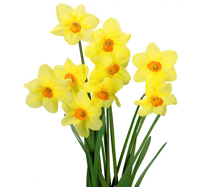 Narcis
