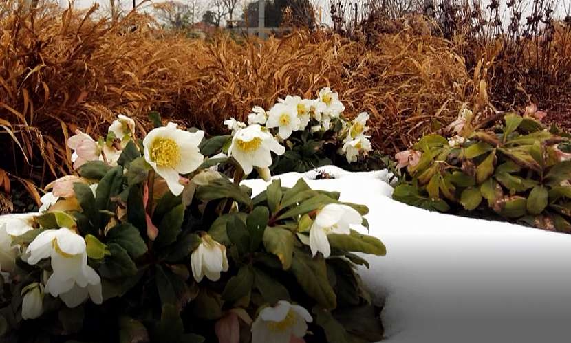 Čemeřice černá (Helleborus niger)