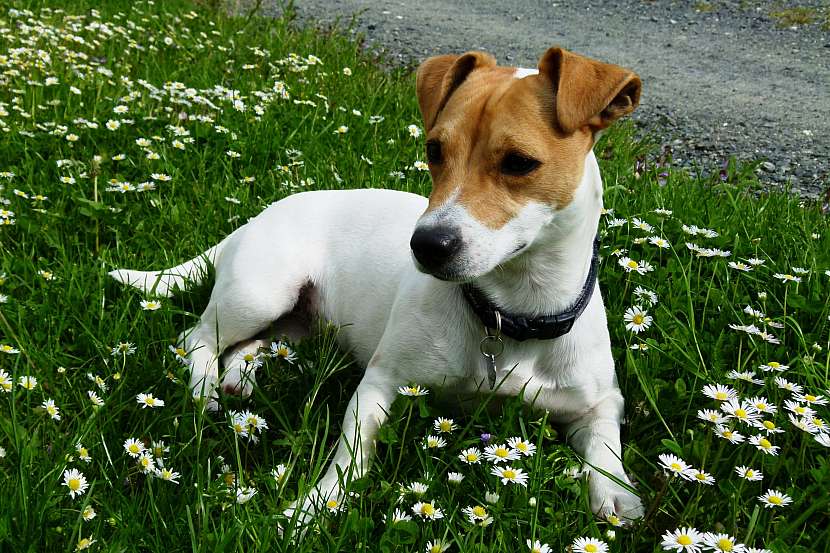 Jack Russell teriér