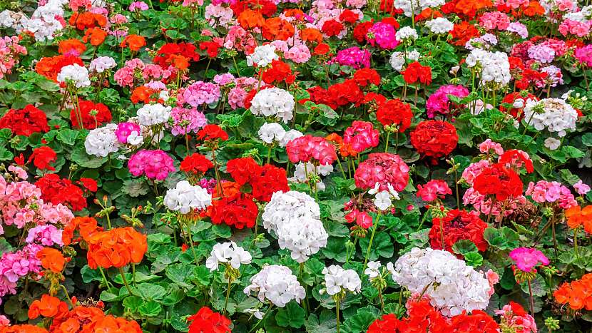 Svět pěstování muškátů: pelargonie páskaté (Pelargonium zonale) neboli vzpřímené muškáty