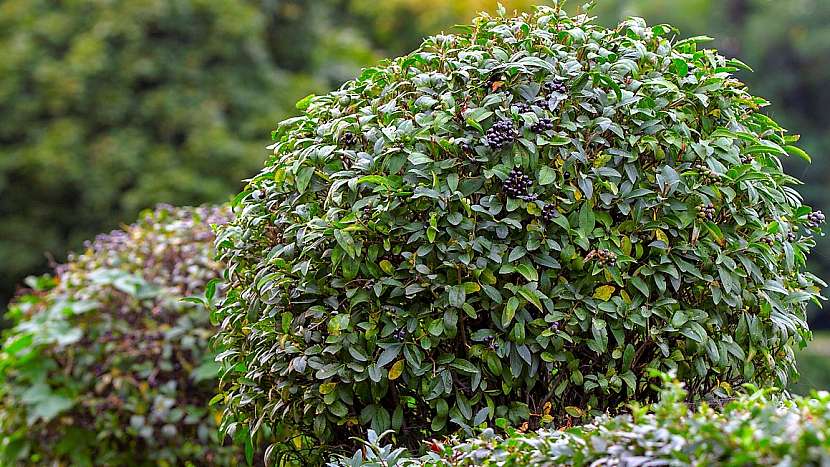 Rostliny vhodné do živého plotu: ptačí zob (Ligustrum)