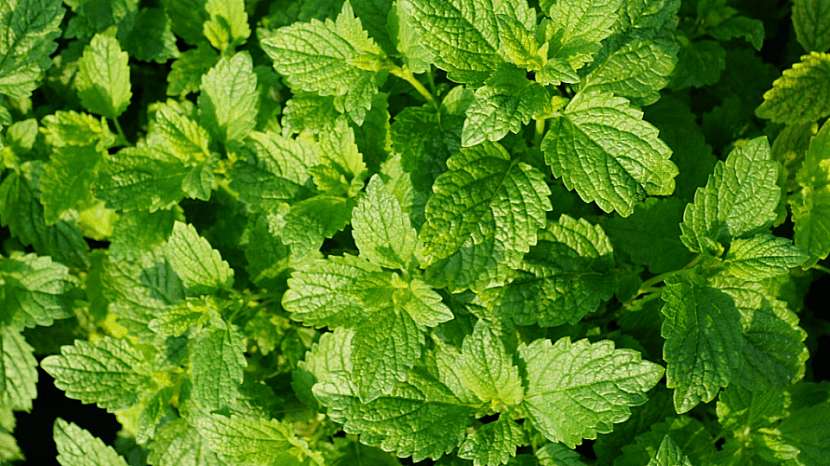 Domácí jablečné sirupy s bylinkami a kořením: máta peprná (Mentha piperita)